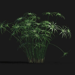 Maxtree-Plants Vol29 Cyperus alternifolius 01 06 