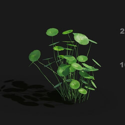 Maxtree-Plants Vol29 Hydrocotyle vulgaris 01 03 