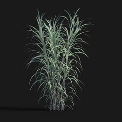 Maxtree-Plants Vol29 Pennisetum purpureum 01 04 