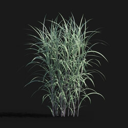 Maxtree-Plants Vol29 Pennisetum purpureum 01 05 