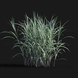 Maxtree-Plants Vol29 Pennisetum purpureum 01 06 