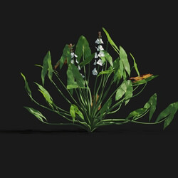Maxtree-Plants Vol29 Sagittaria trifolia 01 04 
