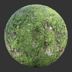 Poliigon Bark Mossy Full _texture_ - - -001 