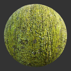 Poliigon Bark Mossy Full _texture_ - - -004 