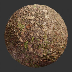 Poliigon Ground Dirt Forest _texture_ - - -002 