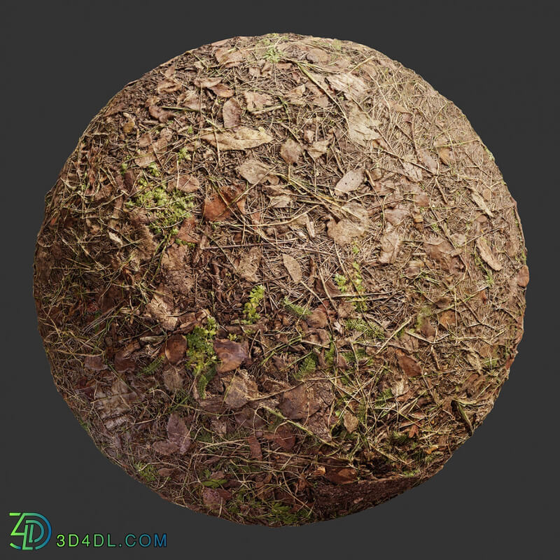 Poliigon Ground Dirt Forest _texture_ - - -002