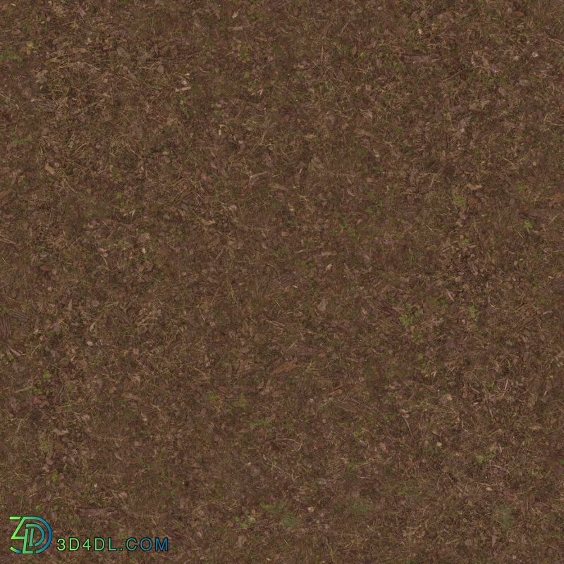 Poliigon Ground Dirt Forest _texture_ - - -002