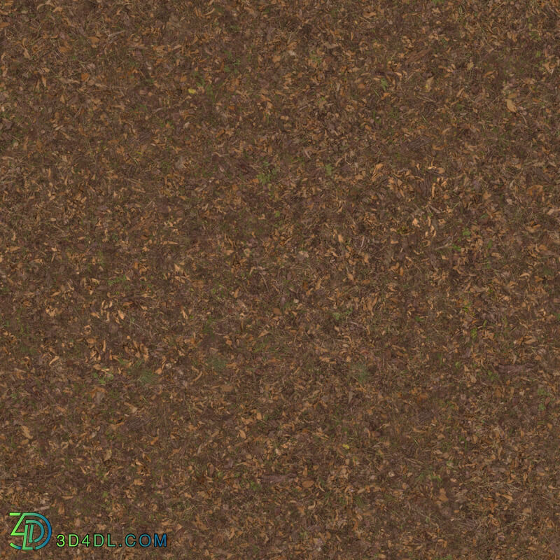 Poliigon Ground Dirt Forest _texture_ - - -004