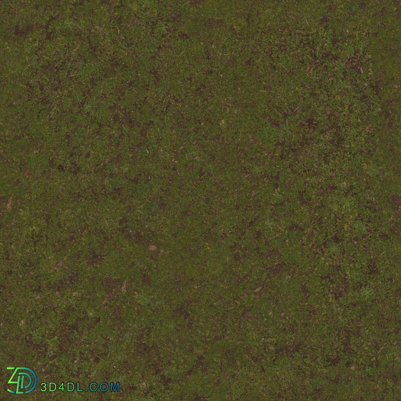 Poliigon Ground Dirt Forest _texture_ - - -006