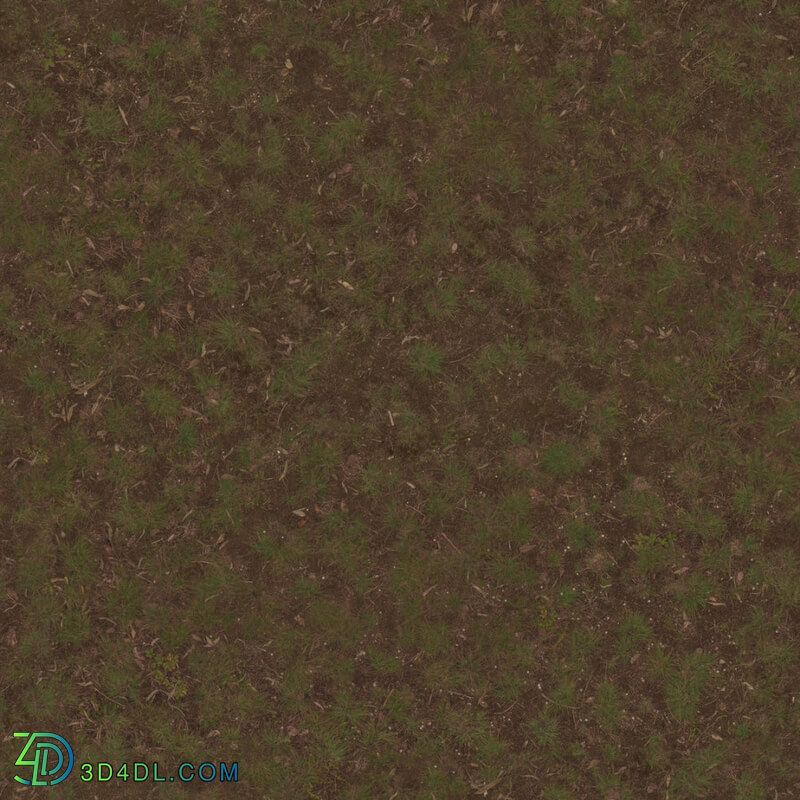 Poliigon Ground Dirt Forest _texture_ - - -009