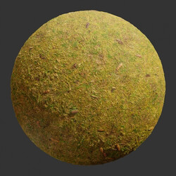 Poliigon Ground Grass Yellow Pinecones _texture_ - - - -001 