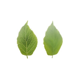 Leaf 001 