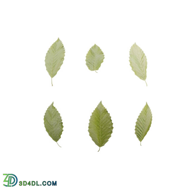 Leaf Set 001