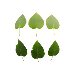 Leaf Set 004 