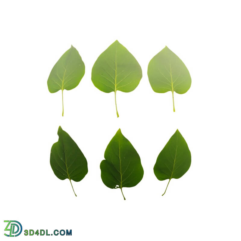 Leaf Set 004