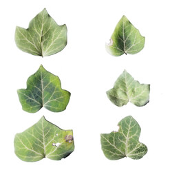 Leaf Set 017 