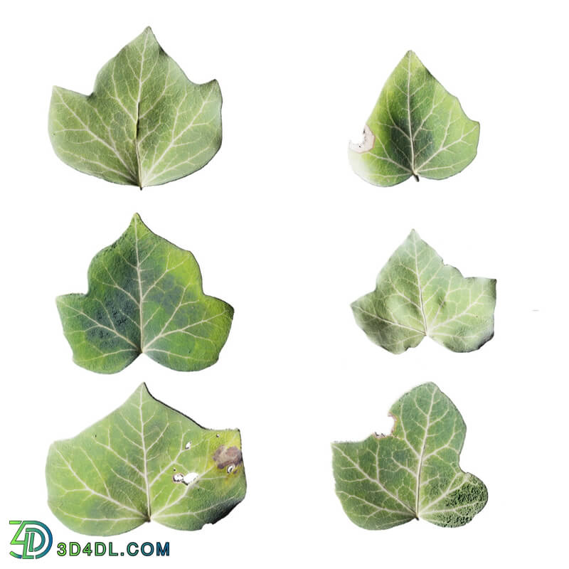 Leaf Set 017