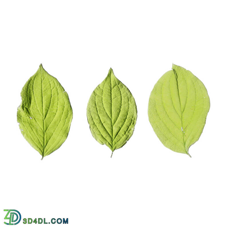 Leaf Set 018