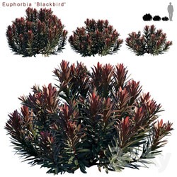 Euphorbia Blackbird Cushion spurge 
