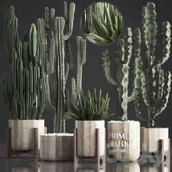 Plant Collection 374. Cactus concrete flowerpot cereus spurge carnegia indoor cactus desert plants concrete pot 3D Models 