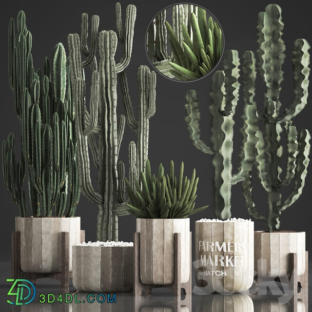 Plant Collection 374. Cactus concrete flowerpot cereus spurge carnegia indoor cactus desert plants concrete pot 3D Models