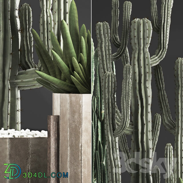 Plant Collection 374. Cactus concrete flowerpot cereus spurge carnegia indoor cactus desert plants concrete pot 3D Models