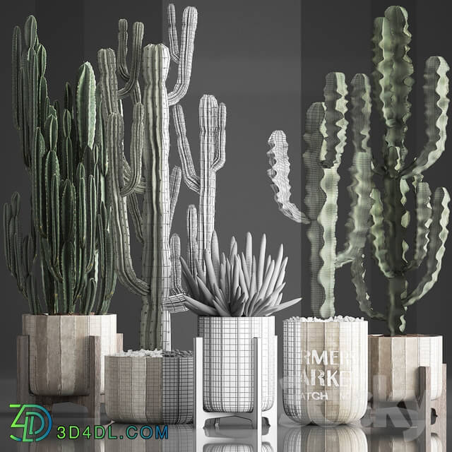 Plant Collection 374. Cactus concrete flowerpot cereus spurge carnegia indoor cactus desert plants concrete pot 3D Models