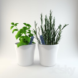 Herbs in pots 3D Models 