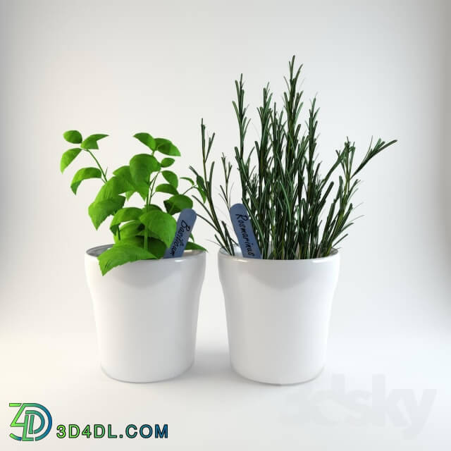 Herbs in pots 3D Models