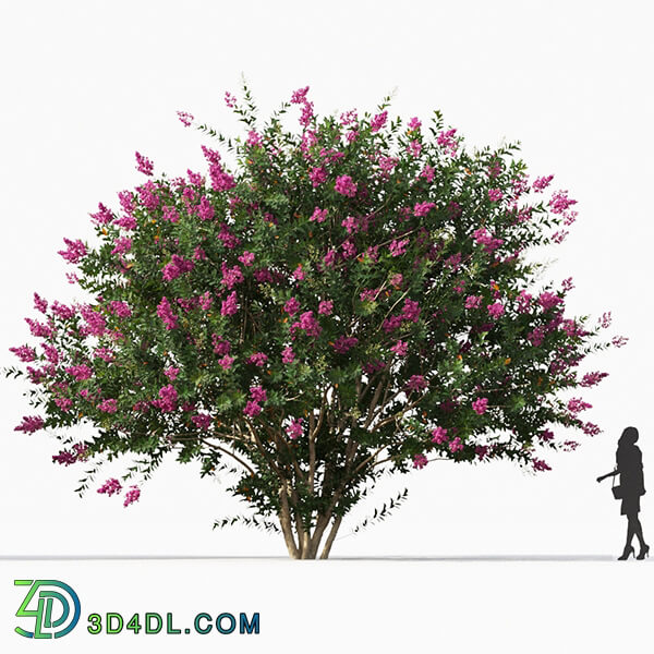 Maxtree-Plants Vol67 Lagerstroemia indica 01 05