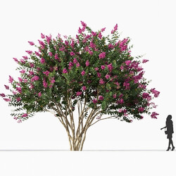 Maxtree-Plants Vol67 Lagerstroemia indica 01 06 