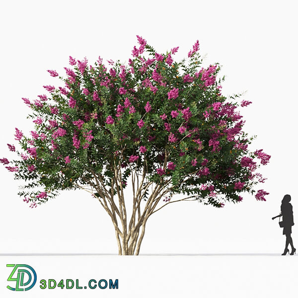 Maxtree-Plants Vol67 Lagerstroemia indica 01 06