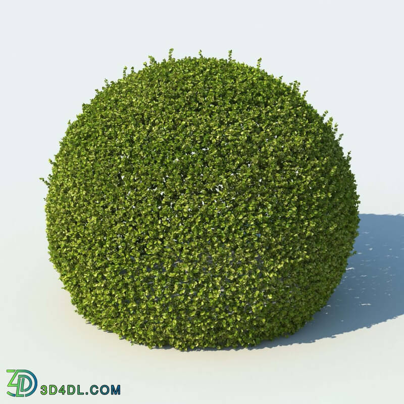 R&D Group iBushes Vol 1 Buxus Sempervirens (01)