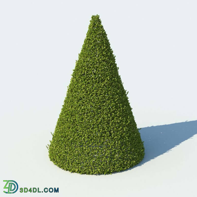 R&D Group iBushes Vol 1 Buxus Sempervirens (02)