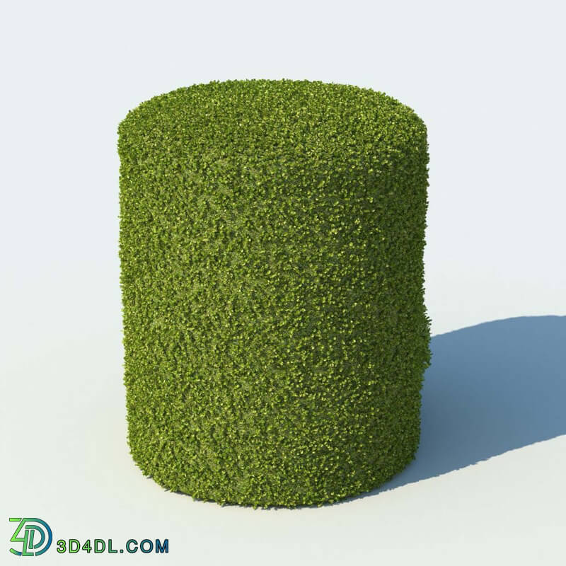 R&D Group iBushes Vol 1 Buxus Sempervirens (03)