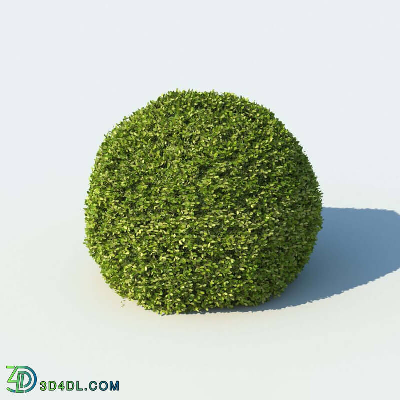 R&D Group iBushes Vol 1 Buxus Sempervirens (04)