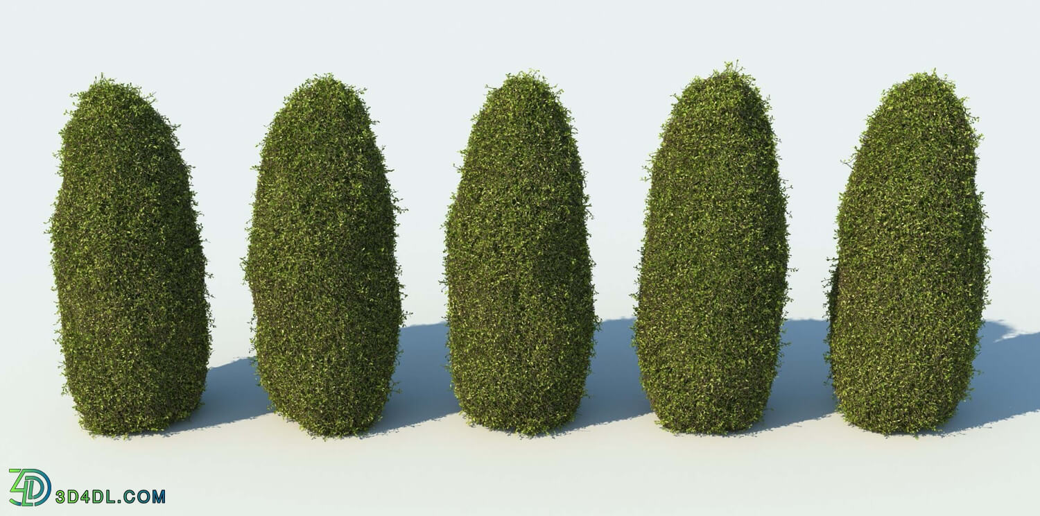 R&D Group iBushes Vol 1 Buxus Sempervirens (05)