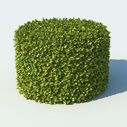 R&D Group iBushes Vol 1 Buxus Sempervirens (07) 