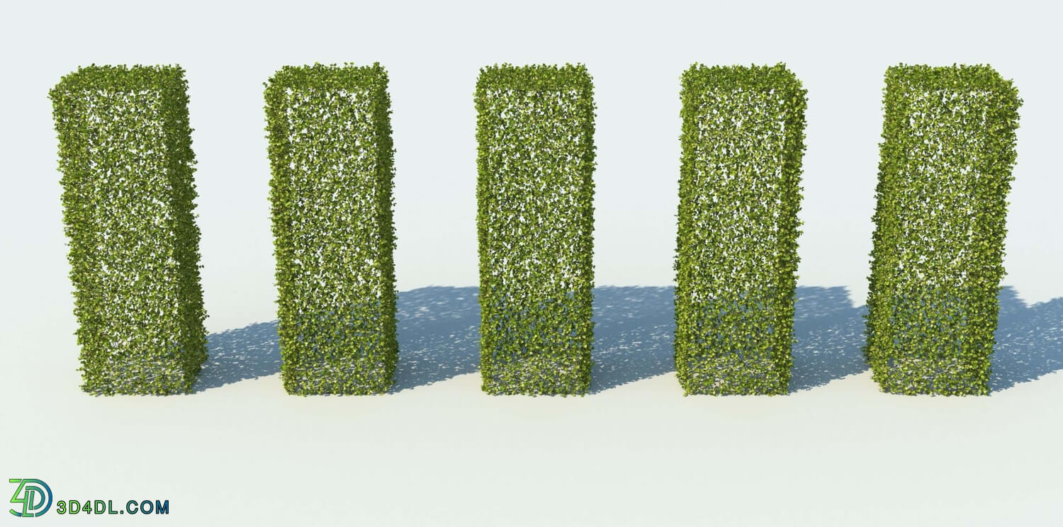 R&D Group iBushes Vol 1 Buxus Sempervirens (09)