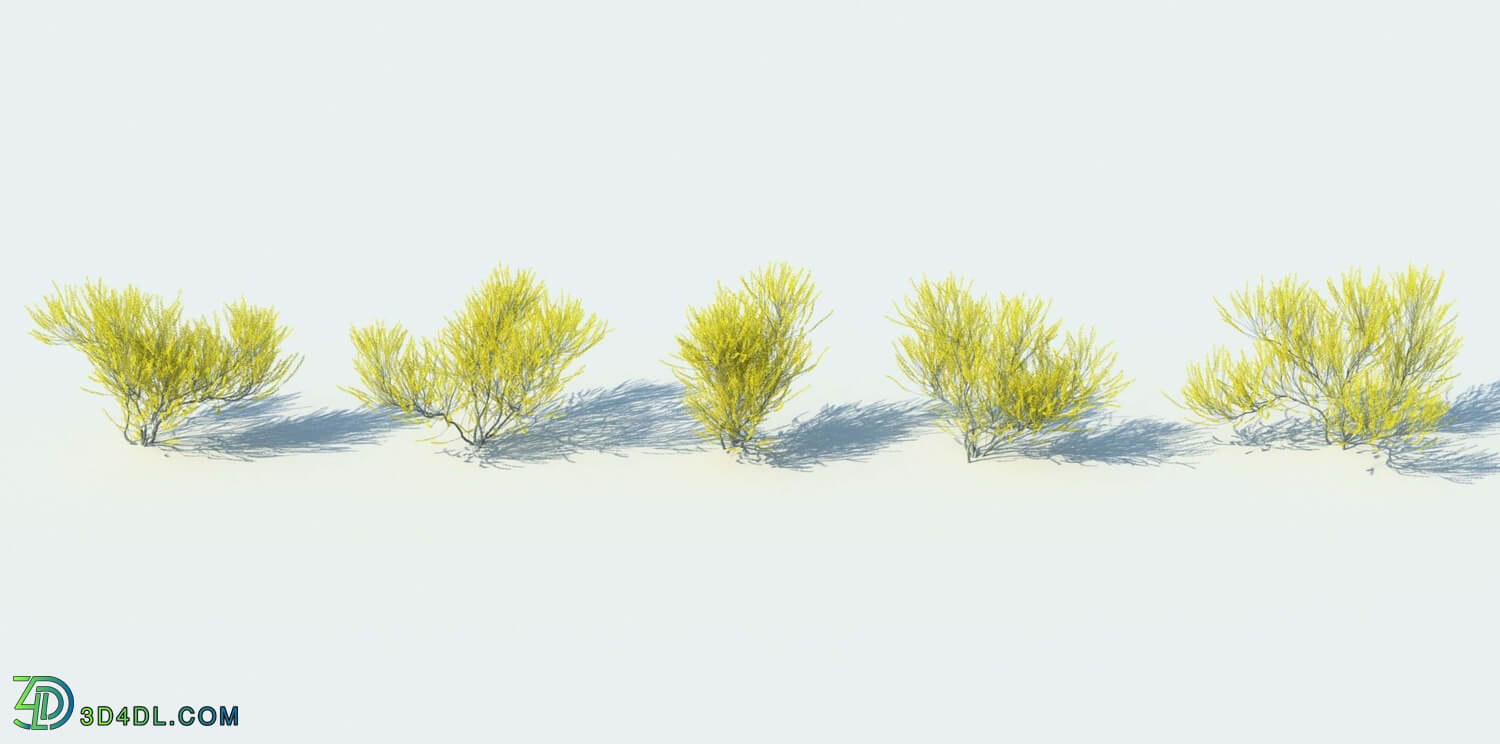 R&D Group iBushes Vol 1 Chamaecytisus Ruthenicus (03)