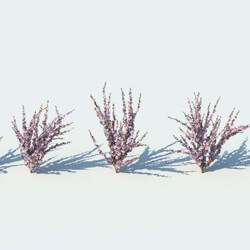 R&D Group iBushes Vol 1 Prunus Triloba (02) 