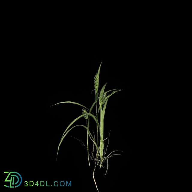 VizPark Real Grass Alopecurus pratensis v1
