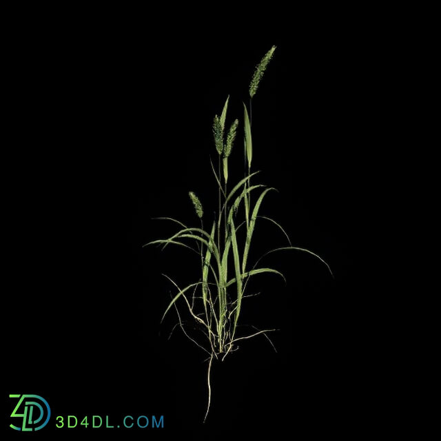 VizPark Real Grass Alopecurus pratensis v2