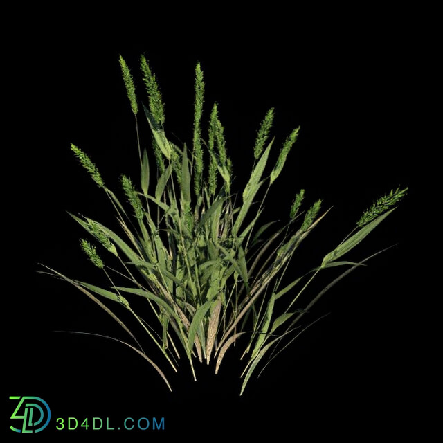VizPark Real Grass Alopecurus pratensis v3