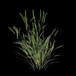 VizPark Real Grass Alopecurus pratensis v4 