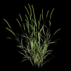 VizPark Real Grass Alopecurus pratensis v5 