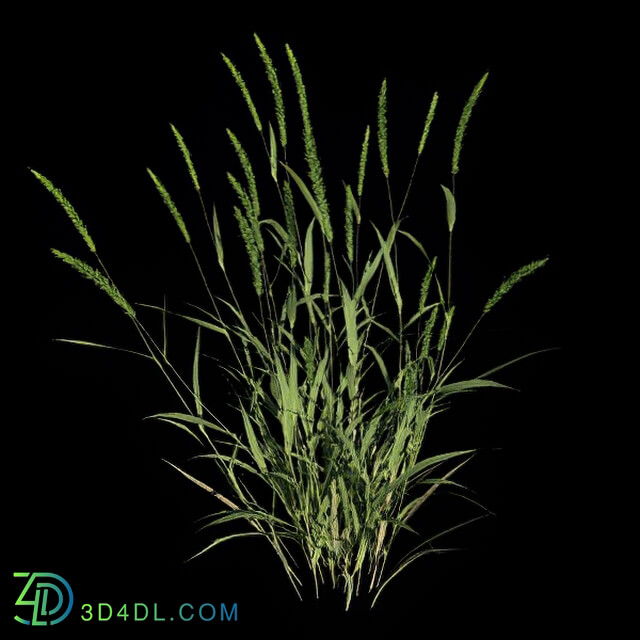 VizPark Real Grass Alopecurus pratensis v5