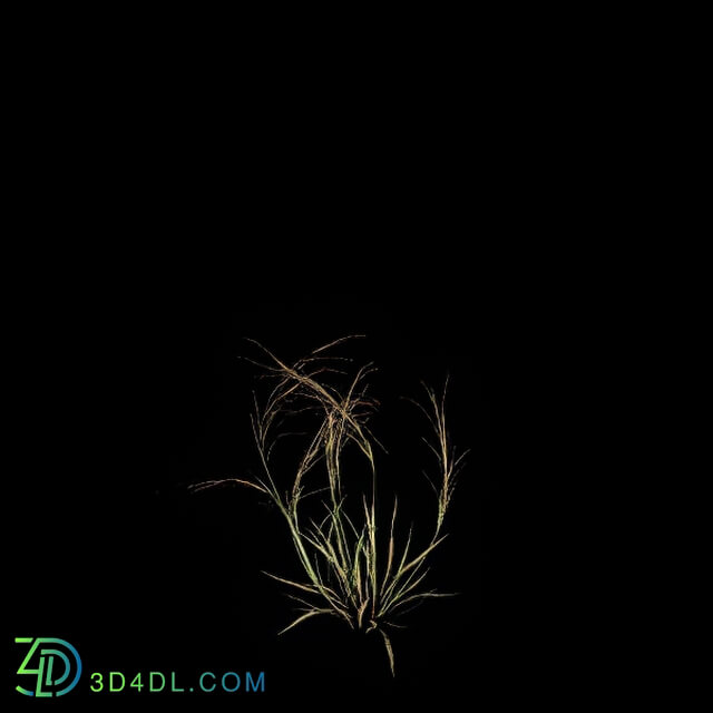 VizPark Real Grass Aristida purpurea v1