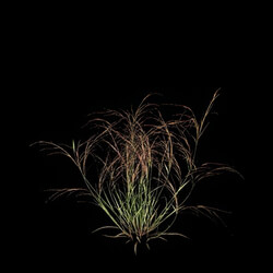 VizPark Real Grass Aristida purpurea v2 