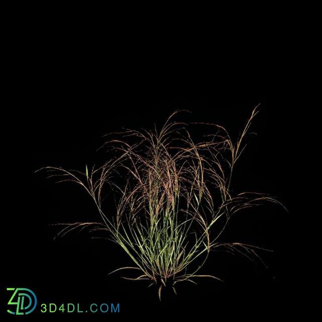 VizPark Real Grass Aristida purpurea v2